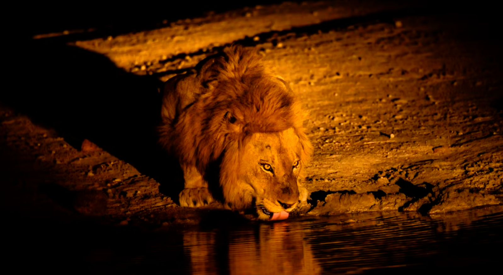 Video: Löwe aus Zirkus ausgebrochen! Stadt in Angst - Raubtier läuft frei durch europäische Stadt!